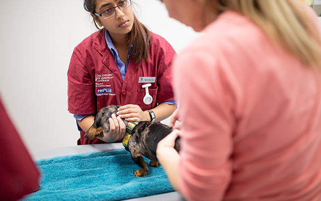 Vet student caring for dog on table